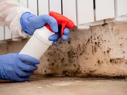 Best Biohazard Mold Removal in USA